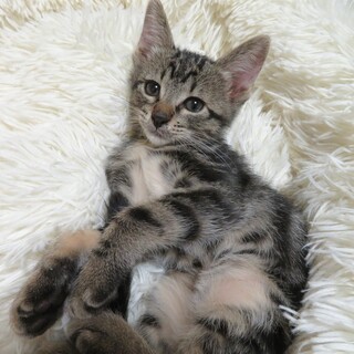 甘えん坊の男の子☆2ヶ月