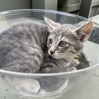 【サバトラ4兄弟】イエロー