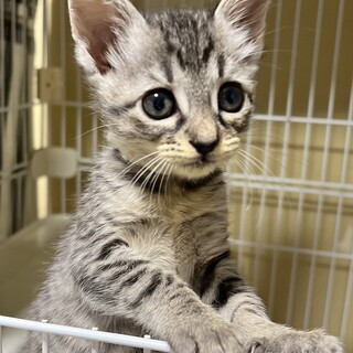 【一般レスキュー】おメメが真ん丸な ジャコちゃん