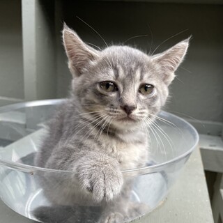 【サバトラ4兄弟】オレンジ