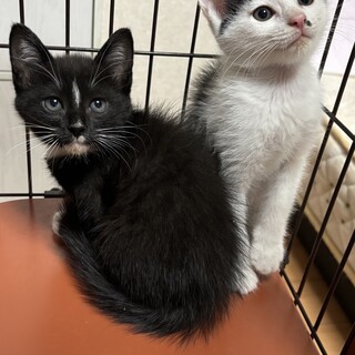 生後2ヶ月の男の子 ふゆくん