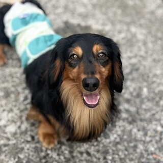 甘えん坊の　ジンジャーくん