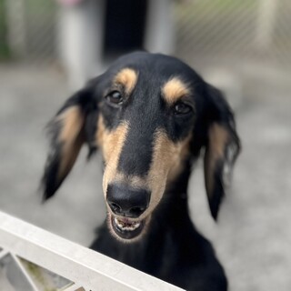 人懐っこい　アニスちゃん