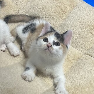 生後2ヶ月の女の子 ふうこちゃん