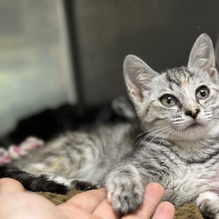 2ヶ月の美人子猫♡天真爛漫