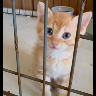 生後1ヶ月半の男の子*甘えん坊な性格です*