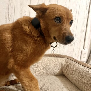 サランへよ〜♪ 愛の塊です。