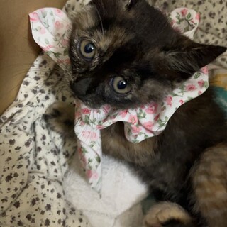 急募‼︎ サビ猫　可愛がって頂ける方お願いします！