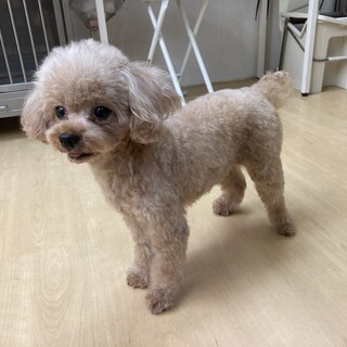 里親様決まりました。ありがとうございました。