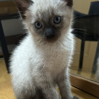 【白黒兄弟】人なればっちり甘えん坊♂しろ