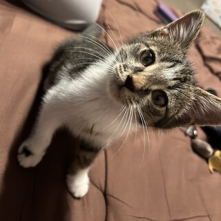 キジ白の元気いっぱい男の子！