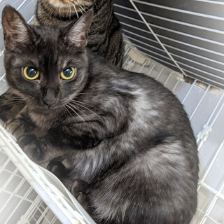 【7/7東日本橋】スモーク柄の甘えっ子アビちゃん