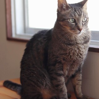 キジトラ ヴィーナスちゃん 里親様募集