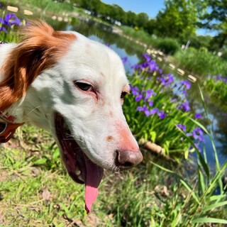 超穏やかで他の犬や子どもにも優しいセッターの女の子