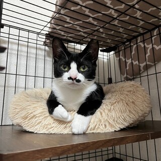 ෆ⃛おひげが可愛いෆ⃛ぺこちゃん