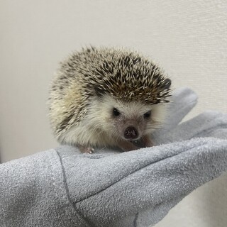 可愛い顔したオスのハリネズミです！