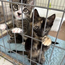 ねこのWa猫譲渡会