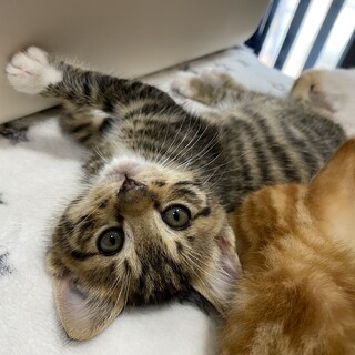 ヘリンボーンのような綺麗なトラ柄の子猫です