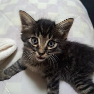 子猫　オス　黒に縞模様、交渉中