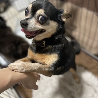 ミニチュアピンシャー×チワワmix  女の子