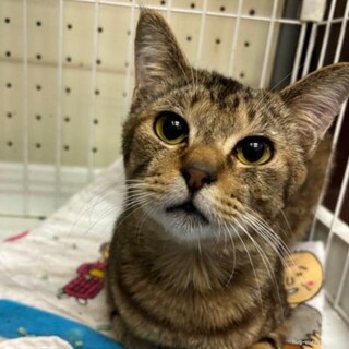 甘えん坊 ラストくん