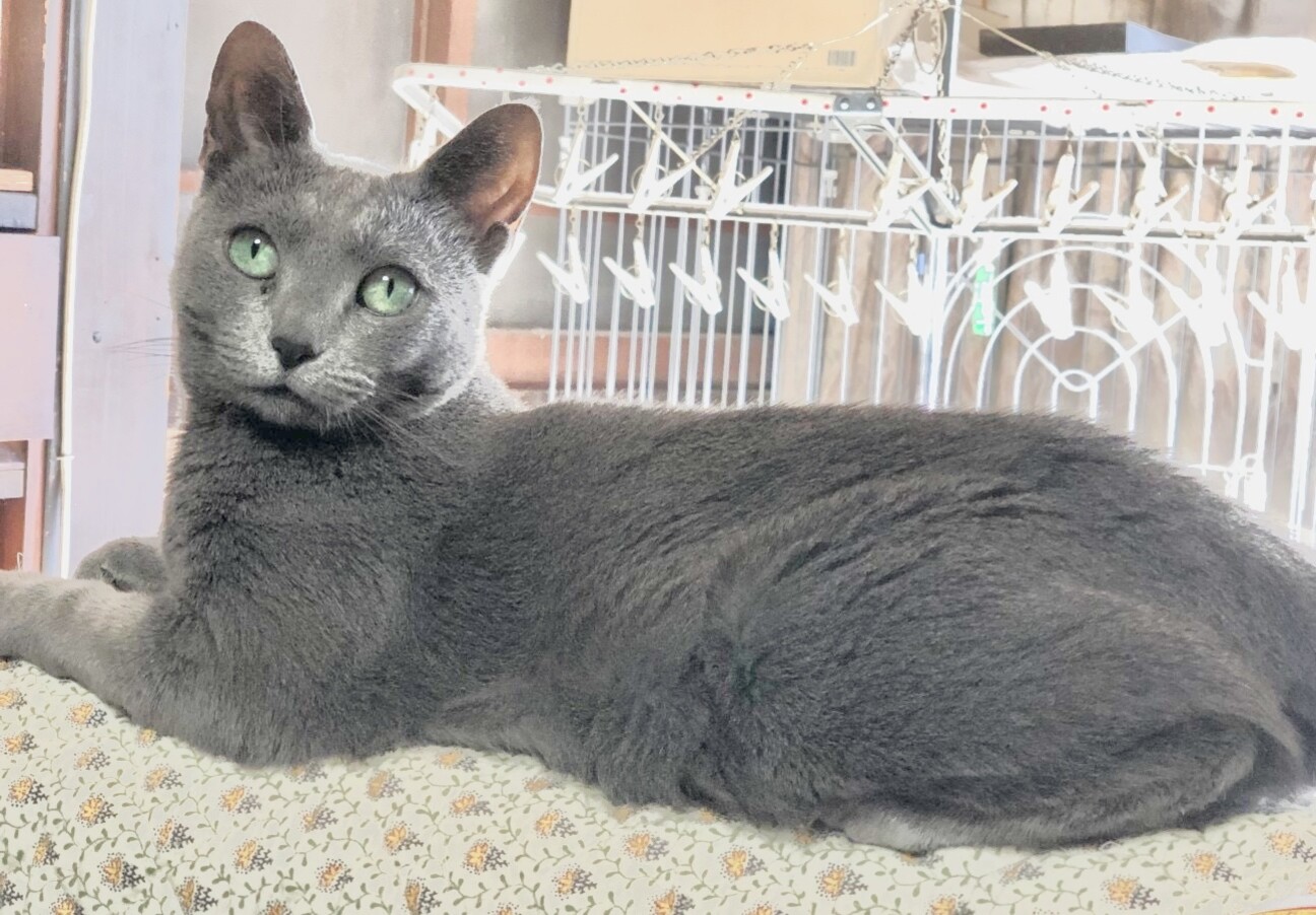 ロシアンブルー様⁎⁺˳ ロシアンブルー子猫