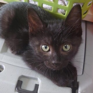 チームS じゅん