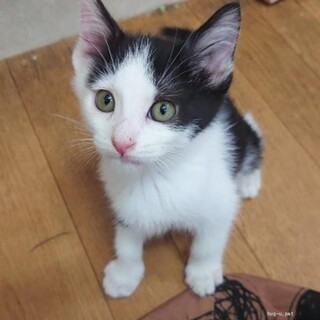 チームS キング