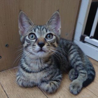 チームS とらじろう