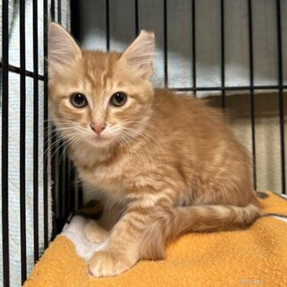 茶トラ　ひまわりちゃん