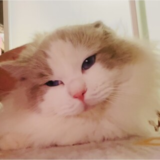 五歳のオスラグドール里親募集