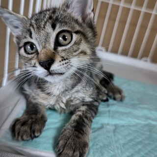 粘着シートに引っかかっていた子猫