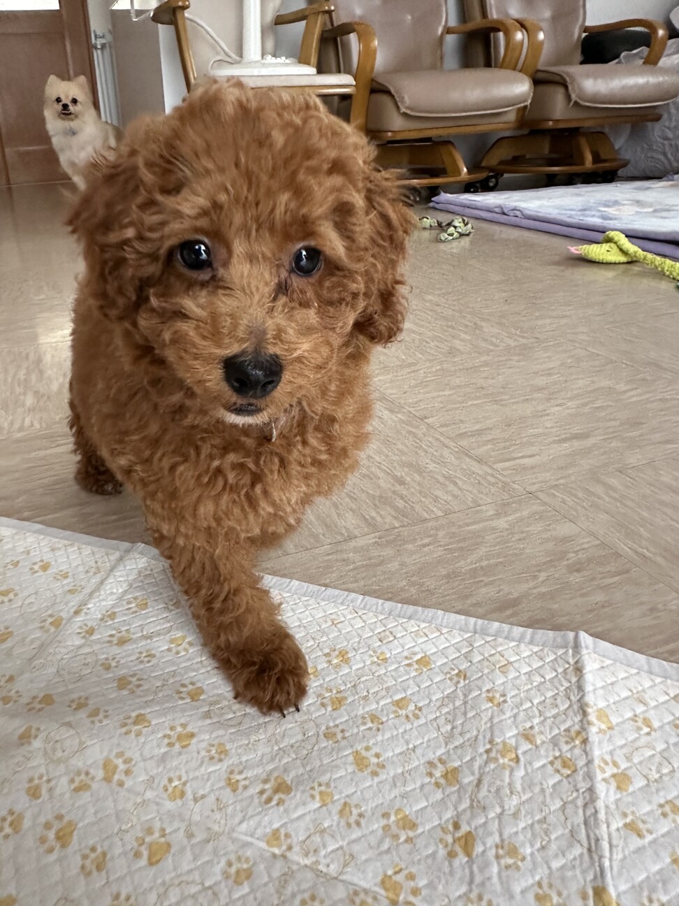 「プードル子犬のライくん」埼玉県 - 犬の里親募集(485595) 7枚目の画像 :: ペットのおうち【里親決定25万頭！】