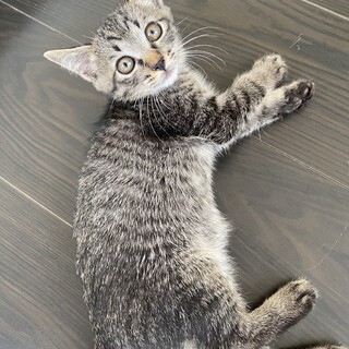 可愛い甘えん坊のキジトラ兄弟