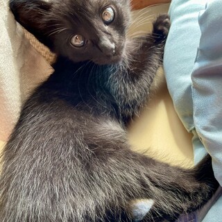 3兄弟で1番元気いっぱいで食いしん坊な女の子