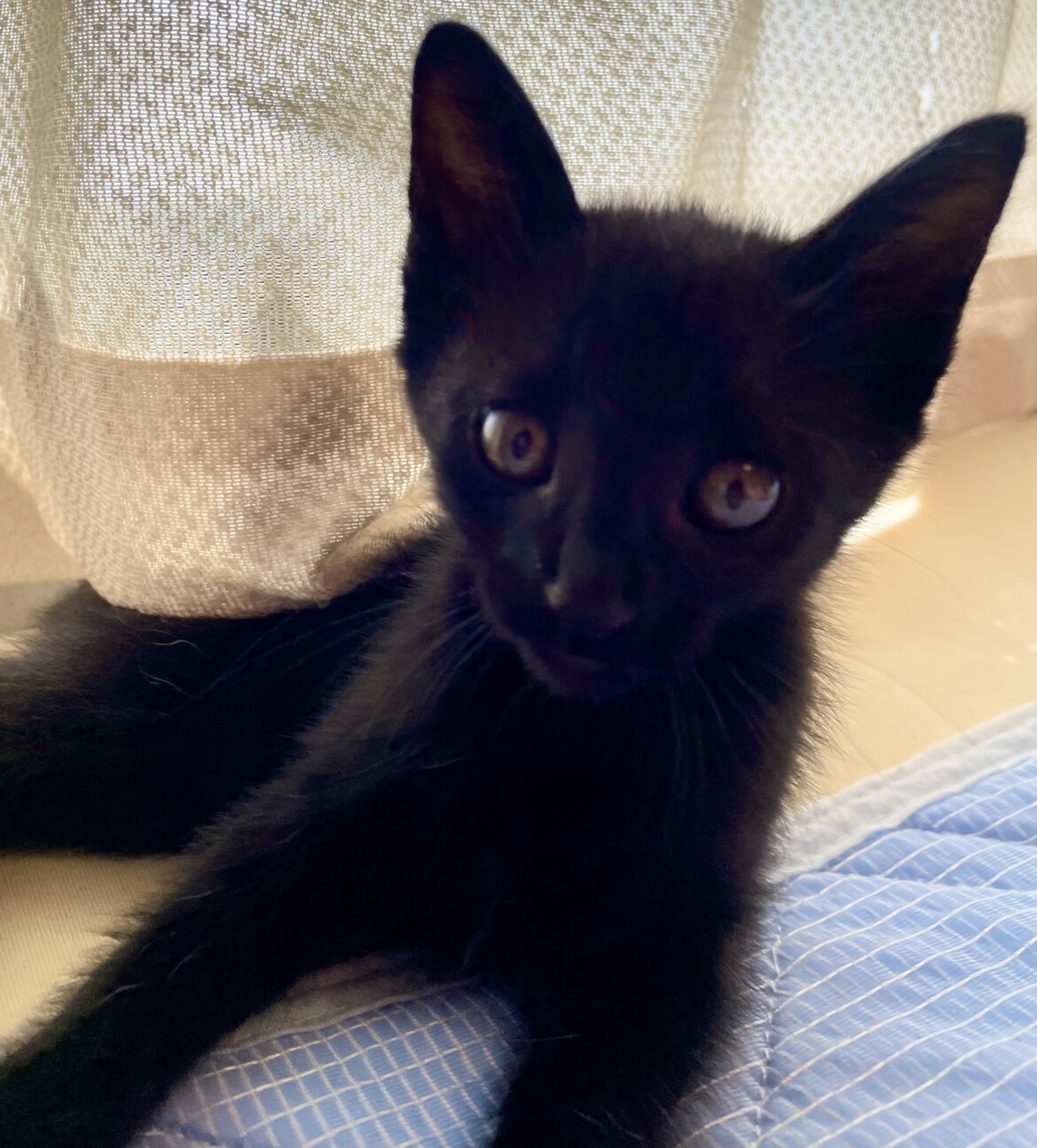 3兄弟で1番元気いっぱいで食いしん坊な女の子 サムネイル3