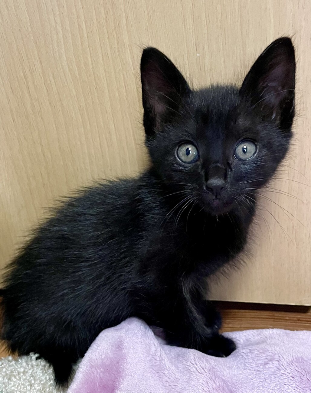 3兄弟で1番元気いっぱいで食いしん坊な女の子 サムネイル4