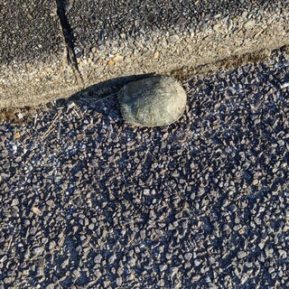 母がカメを拾いました!