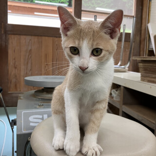 茶とら子猫　甘えん坊 ♂