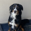 バーニーズマウンテンドッグ 2歳 メス 避妊手術済