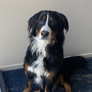 バーニーズマウンテンドッグ 2歳 メス 避妊手術済