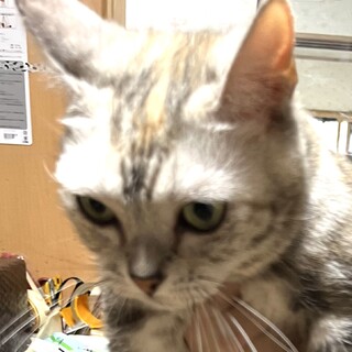 アメショーの女の子