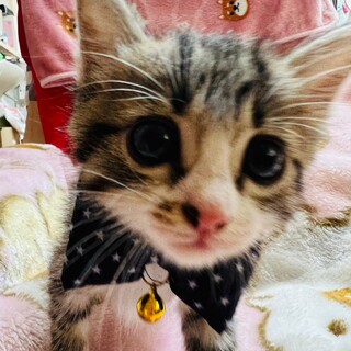 可愛いせろくん