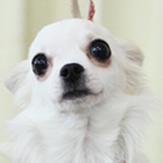 チワワの女の子です