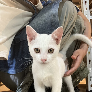 白子猫　甘えん坊♂　