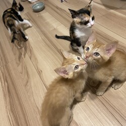 ほごねこ譲渡会 サムネイル2