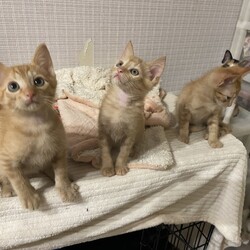 ほごねこ譲渡会 サムネイル3