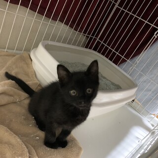 決定☆『ナイト』ミルク飲みから育てているため人好き