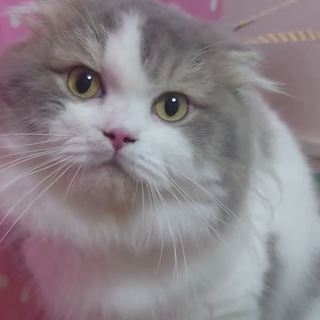 スコティッシュフォールド