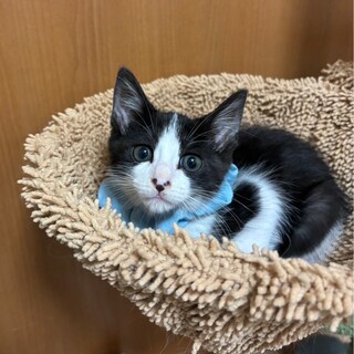 4兄妹　長男の風格優しい♡セブンくん